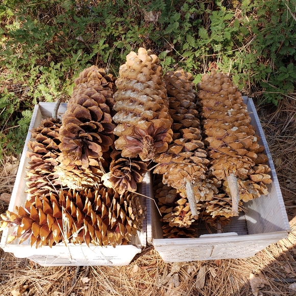 Giant Pine Cones Organic (not treated) - Picture 3 of 9
